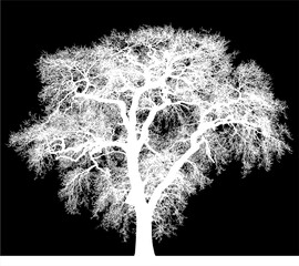 Naklejka premium ramas, arbol, dechado, vector, encaje, negro, designio, floral, empapelar, arte, ilustración, flor, con textura