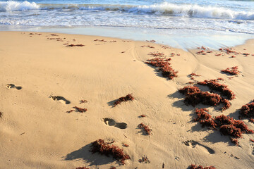 Footprints on the sand on the beach at sunrise in Arenales del Sol, Alicante