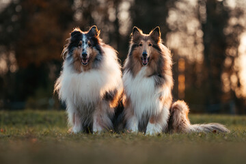 Collies im Sonnenuntergang