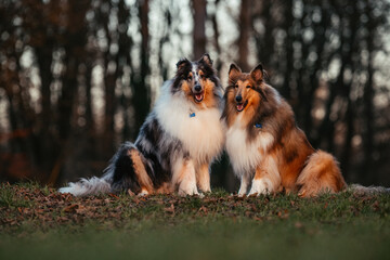 Collies im Sonnenuntergang