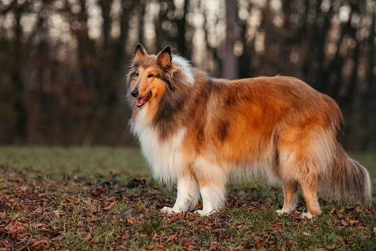 Collies im Sonnenuntergang