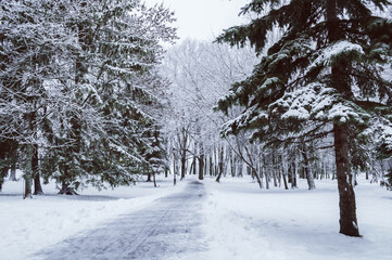 Winter park alley, rows of conifer trees along the alley in winter cloudy day, winter park background