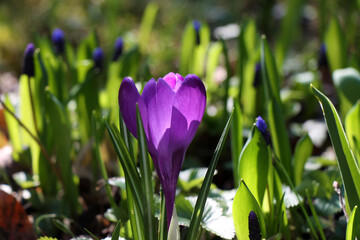 Flowers of a crocus at a spring garden close-up. Sun rays illuminate a purple flower.