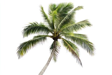 Lush green coconut palm tree isolated on white background.