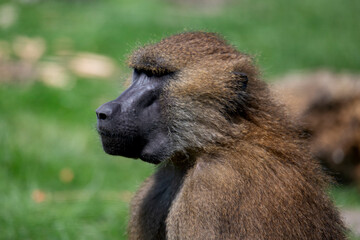 The Guinea Baboon (Papio papio).