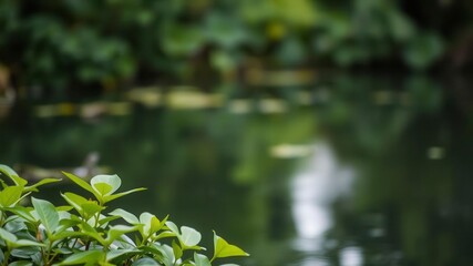 Blurred image of aquatic plants in a serene water garden setting, environment, outdoor, water