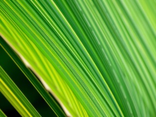 Obraz premium Close up of a natural palm leaf texture in vibrant green hues, showcasing the intricate patterns and veins, palm leaf, hues, close up