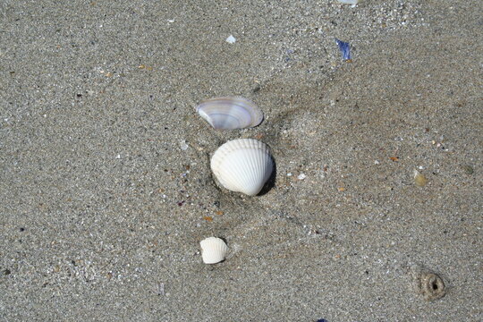 Clam shell on the beach - Coquille de palourde sur la plage