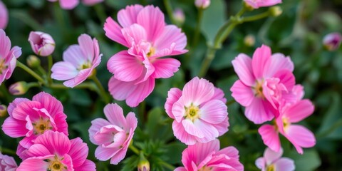 Obraz premium Close-up of delicate pink and white ranunculus flowers in full bloom, pink, flowers, vibrant