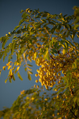 Golden Tree Branches in Sunlight