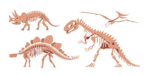 Dinosaur skeletons. Stegosaurus, Triceratops, Allosaurus and Pteranodon. Museum of Archeology and Paleontology. Mesozoic and Jurassic period. Set of vector isolated illustrations  © Mikhail