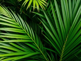 Fototapeta premium Close up of natural palm leaf texture in vibrant green hues, ideal for tropical themed backgrounds or designs, design, background, plant