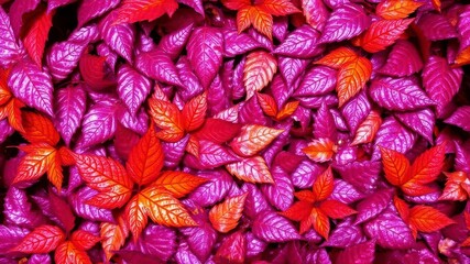 Fototapeta premium Dry orange metallic leaves arranged in a intricate pattern on a rich violet background, shiny, autumn