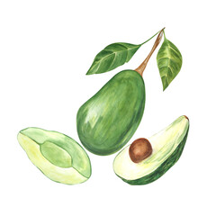 Avocado in a cut on a white background. Watercolor. Handmade. Can be used on packaging, stickers.