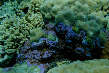 Pore coral (Montipora tuberculosa) and finger coral (Porites sp.) undersea, Red Sea, Egypt, Sharm El Sheikh, Montazah Bay