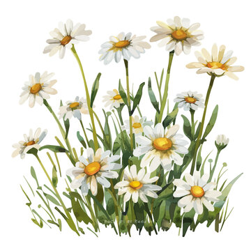 watercolor daisies in green grass clip art preview