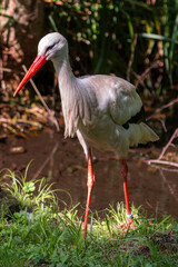White stork (in german Weißstorch or Klapperstorch) Ciconia ciconia