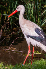 White stork (in german Weißstorch or Klapperstorch) Ciconia ciconia