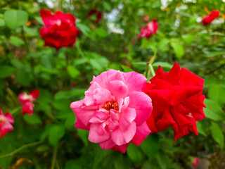 Obraz premium Blooming Pink and Red Roses in a Green Garden