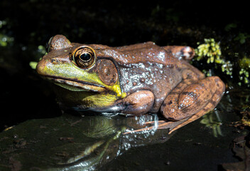 Close up of American Bullfrog