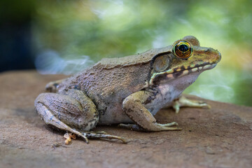 Pond Frog