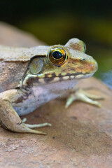 Close up of Pond Frog