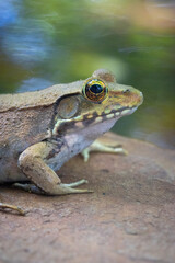 Close up of Pond Frog
