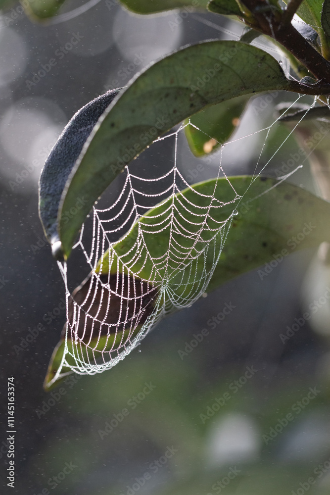 Wall mural spider web with dew drops