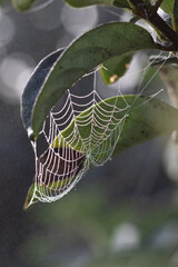 spider web with dew drops