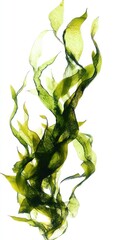 Graceful Swaying Kelp: Isolated Sea Green Algae Leaves on a Clean White Background