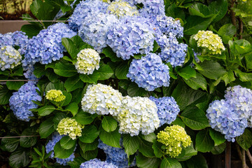 Flor Hort&ecirc;nsia (Hydrangea macrophylla)	