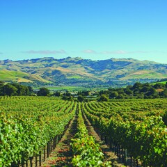Fototapeta premium Scenic vineyard landscape with rolling hills under a clear blue sky.