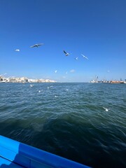 Coastal Serenity: Seagulls Dance Above Azure Waters port said Egypt