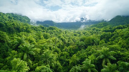 Fototapeta premium Lush green tropical rainforest valley with misty mountains.