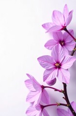 Obraz premium Vibrant purple flowers blooming along a dark stem, arranged gracefully against a clean white background, emphasizing their delicate petals and natural elegance