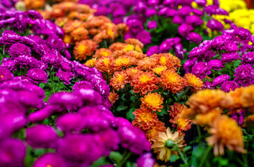 Obraz premium Multicolored chrysanthemums on a green natural background 