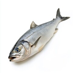 Naklejka premium fresh fish on a white background