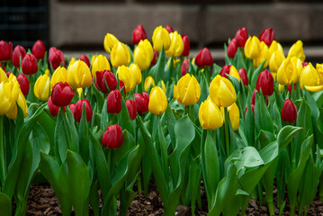 red and yellow tulips