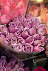 Colorful bunch of tulips