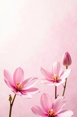 Delicate pink flowers with soft petals and budding blooms set against a gentle gradient background, creating an elegant and serene floral composition