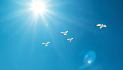 Gulls soaring under a bright sun in a clear blue sky on a warm afternoon