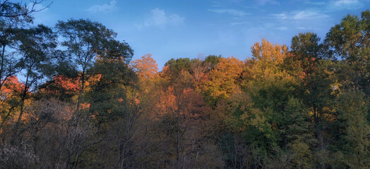 Fototapeta premium Autumn Foliage