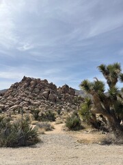 Joshua Tree National Park