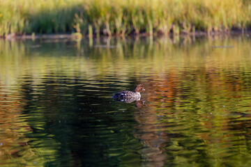 Duck with reflections
