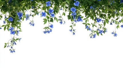 Beautiful Blue Flowers with Green Leaves on White Background