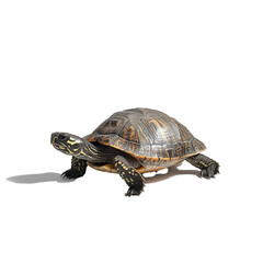 Fototapeta premium turtle isolated on white background