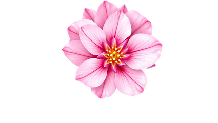 Beautiful pink flower with delicate petals on a black background
