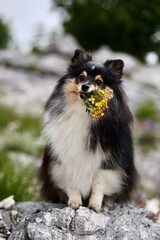 Собака с цветами улыбается и поздравляет