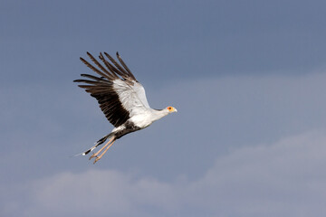 Obraz premium Secretary Bird in Flight