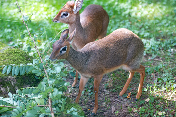 Kirk's dik-dik (in german Kirk-Dikdik also Zwergrüssel) Madoqua kirkii